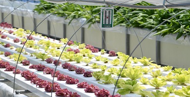 Ȱ���̹���